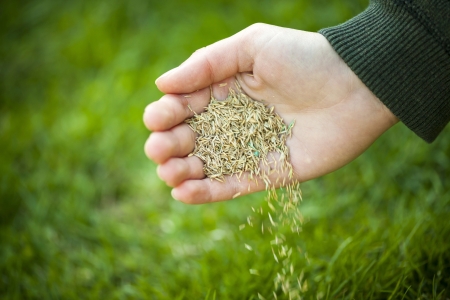 Overseeding After Aeration: The Step-by-Step Homeowner Checklist